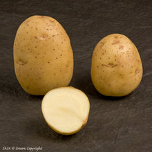 Load image into Gallery viewer, Duke of York Seed Potato (1st E) - 25 kg
