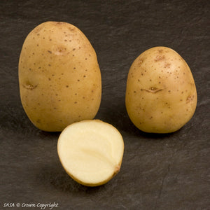 Duke of York Seed Potato (1st E) - 25 kg