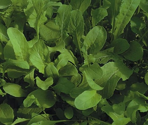Wild Rocket 'Mugello' - Vegetable Plant - 9 Plugs