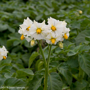 Home Guard Seed Potato (1st E) - 25 kg