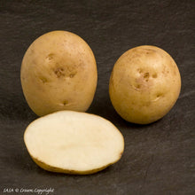 Load image into Gallery viewer, Home Guard Seed Potato (1st E) - 25 kg
