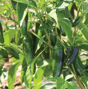 Pepper Jalapeño (Mild Chilli) - Vegetable Plant - 9cm pot