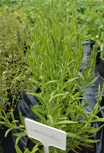 Lavender  - Herb Plant - Large pot