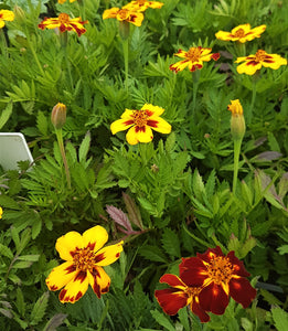 Marigold Naughty Marietta - Flower Plant - 6pk