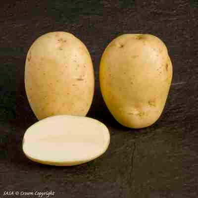 Maris Piper Seed Potatoes (Main Crop) - 2 kg