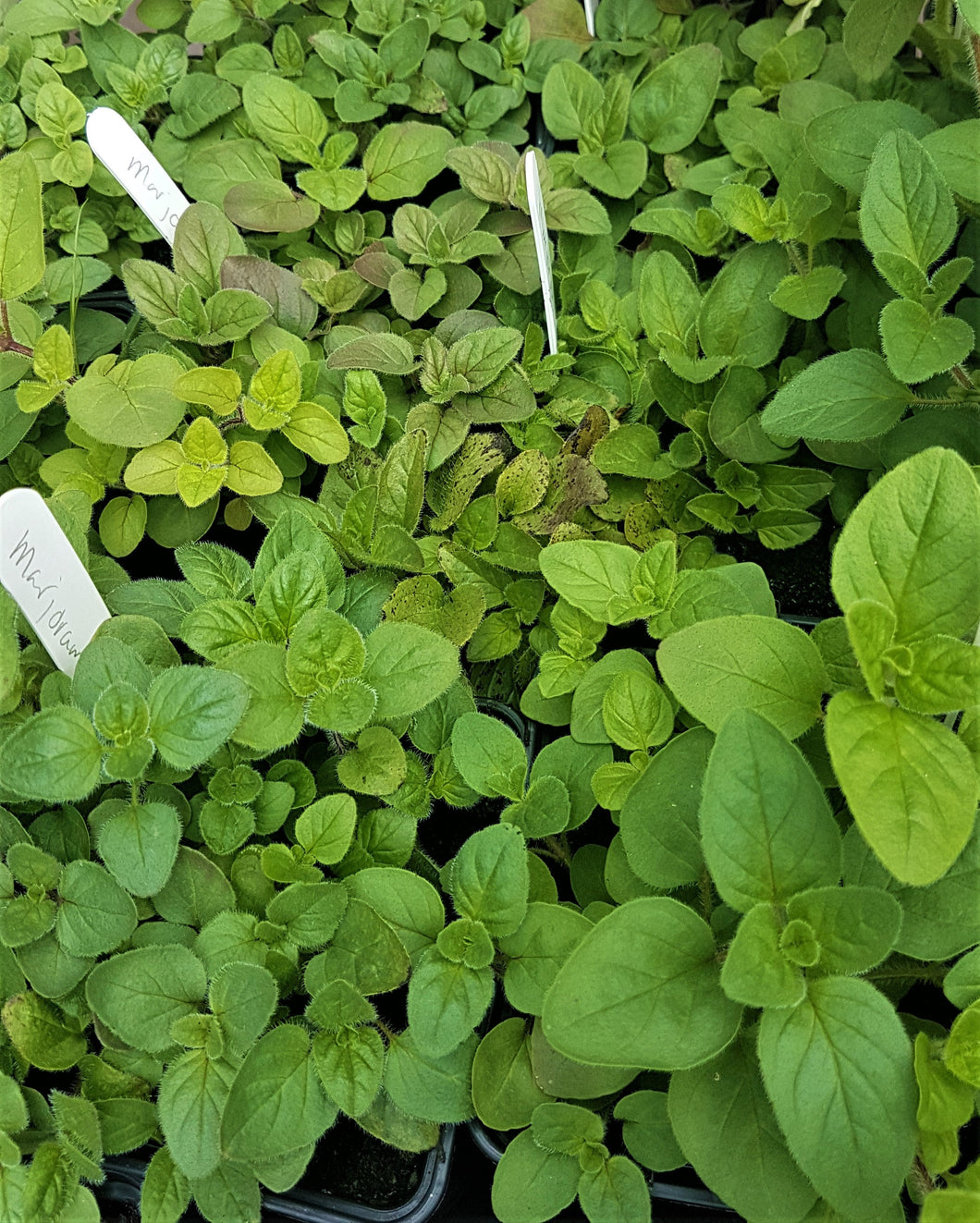 Oregano - Herb Plant - 9cm Pot