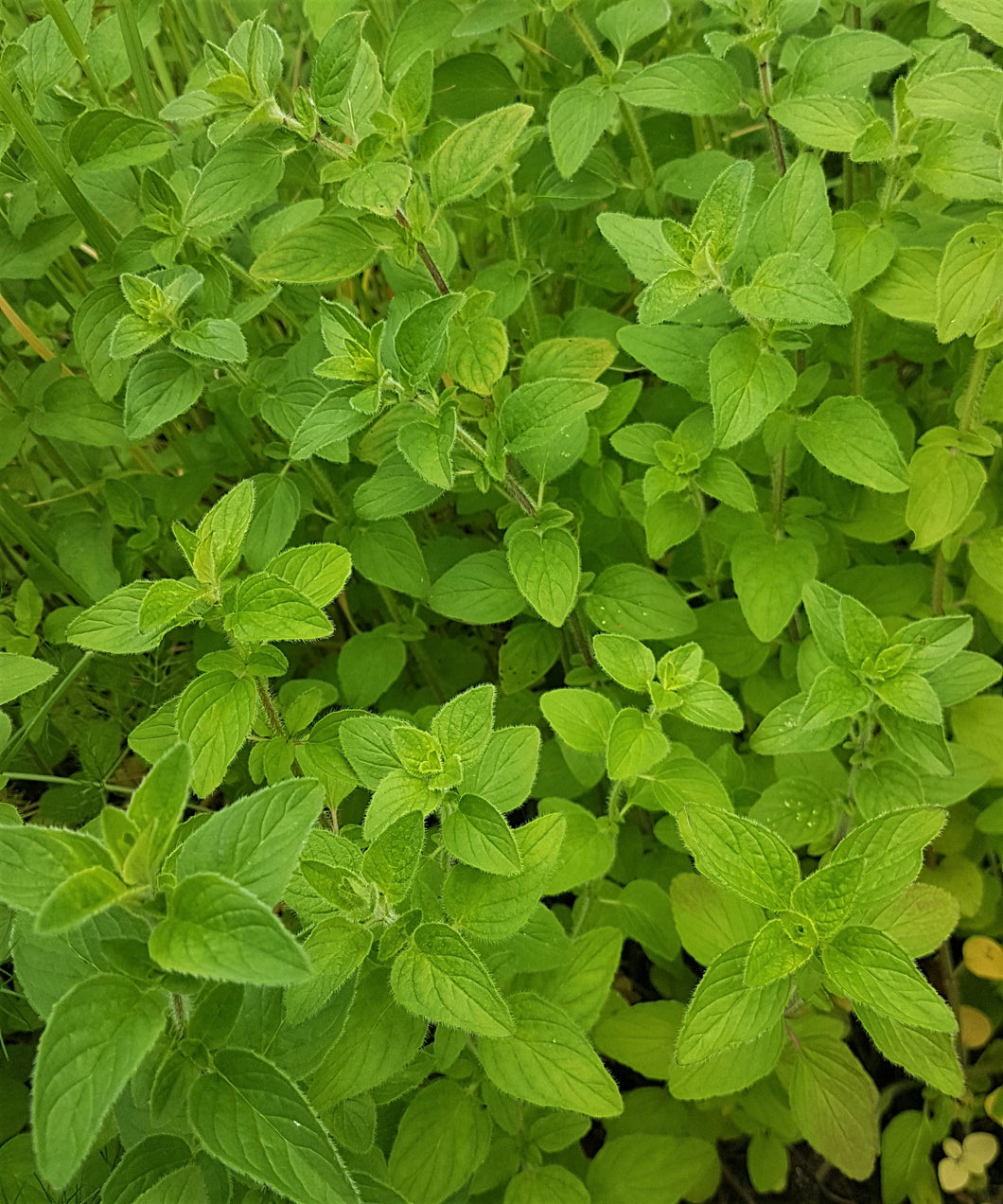 Oregano - 25g