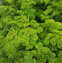 Load image into Gallery viewer, Curly Parsley - 25g
