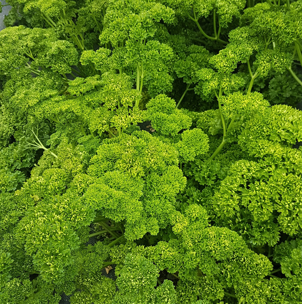 Curly Parsley - 25g