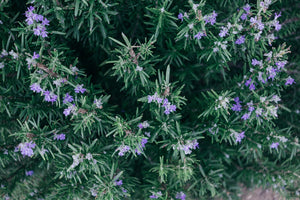 Rosemary - Herb Plant - Large Pot