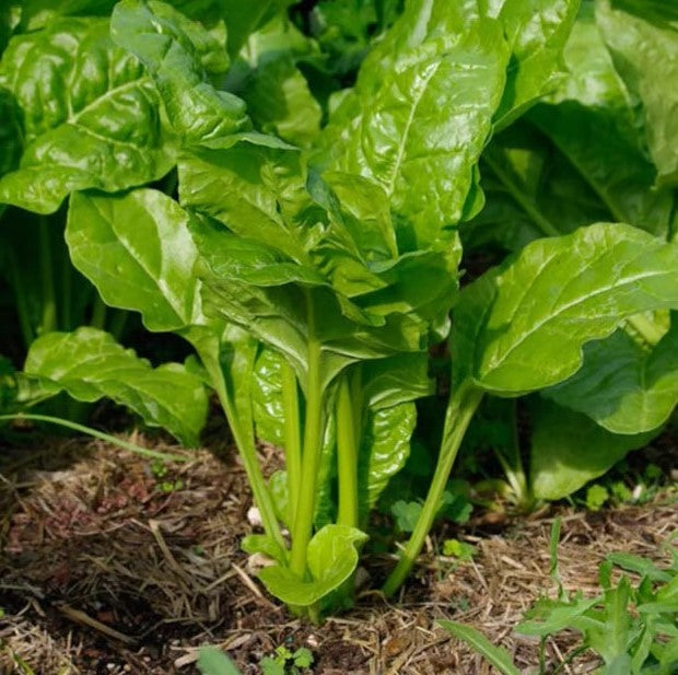 Spinach Perpetual - Vegetable Plant - 9 Plugs