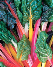 Load image into Gallery viewer, Swiss Chard &#39;Bright Lights - Vegetable Plant - 9 Plugs
