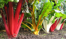 Load image into Gallery viewer, Swiss Chard &#39;Bright Lights - Vegetable Plant - 9 Plugs

