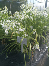 Load image into Gallery viewer, Three Cornered Leek (Wild Garlic) - Herb Plant - 2L Large pot
